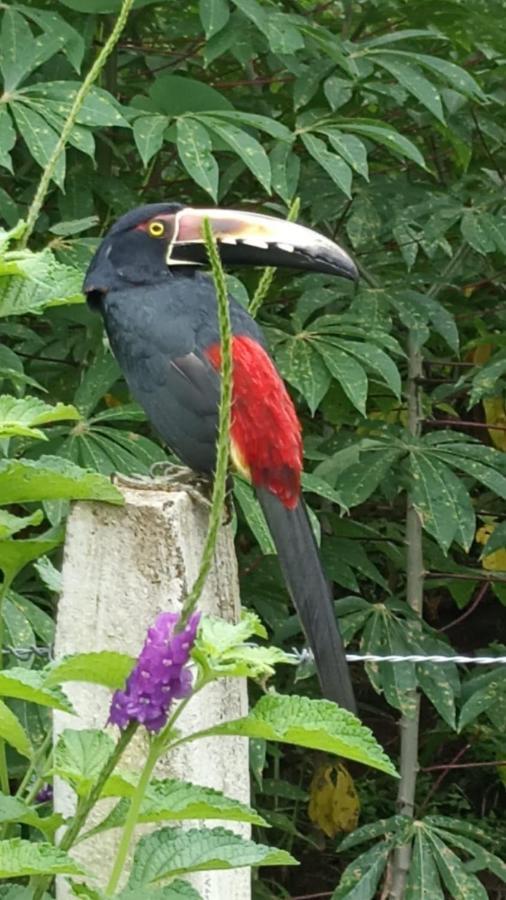 Villa Ceiba La Fortuna 외부 사진