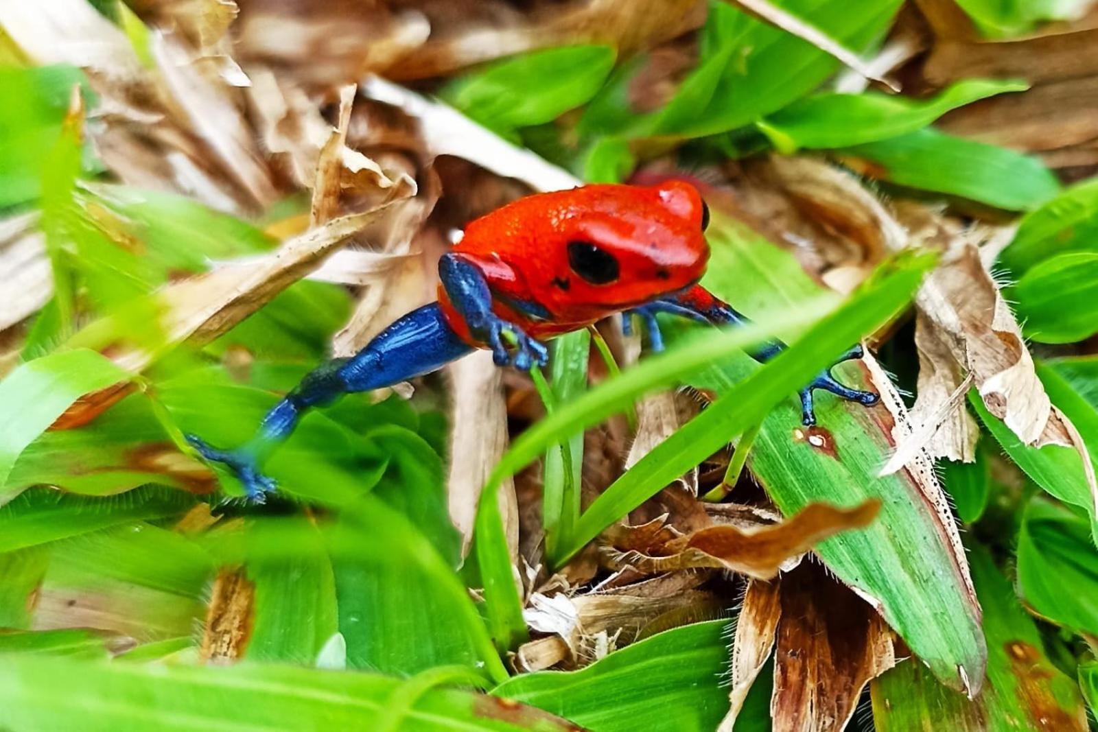 Villa Ceiba La Fortuna 외부 사진