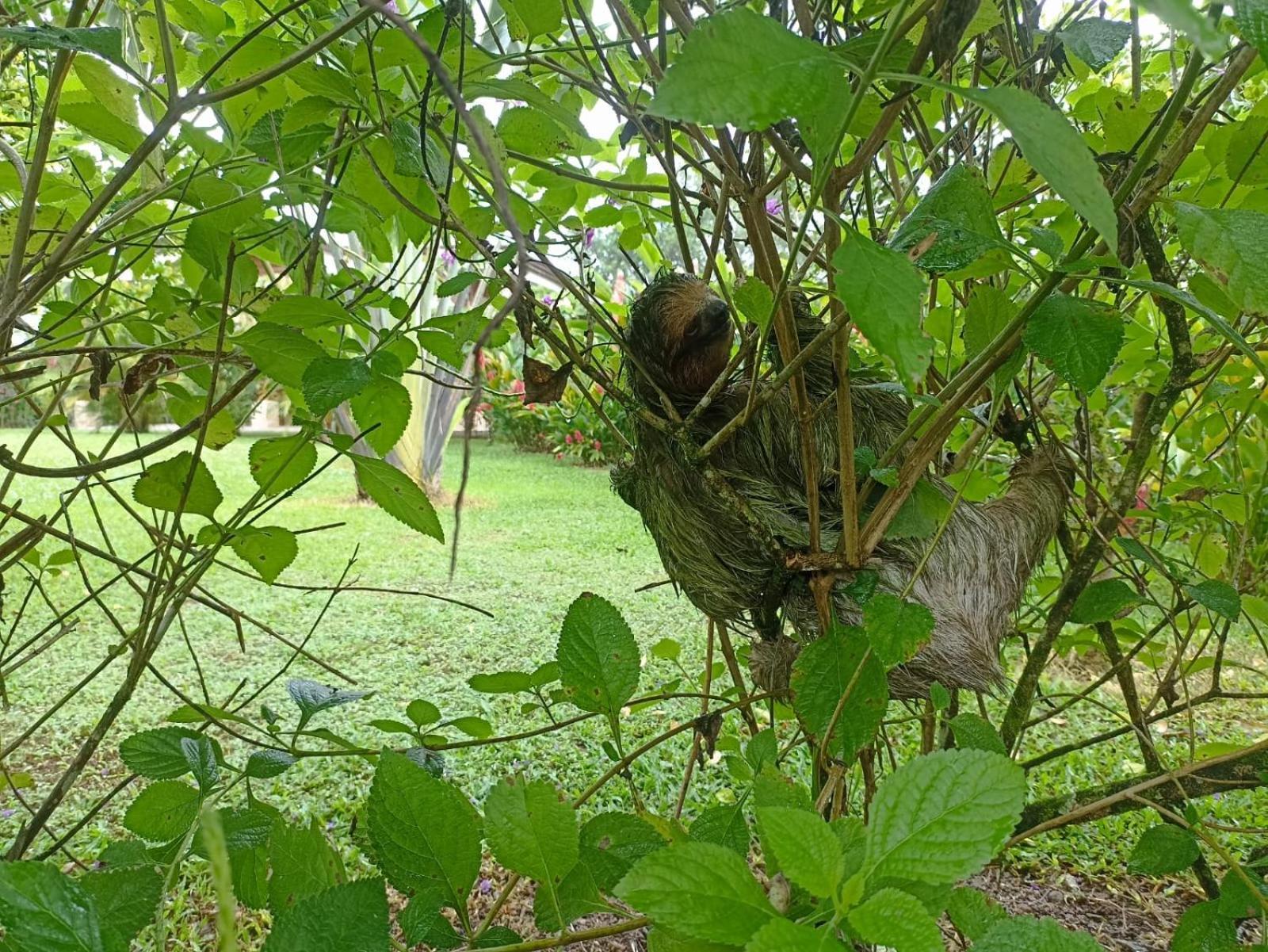 Villa Ceiba La Fortuna 외부 사진